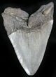Megalodon Tooth - South Carolina #27306-2